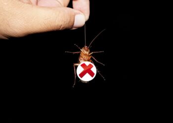 Você pode estar convivendo com baratas sem saber e essas plantas resolvem