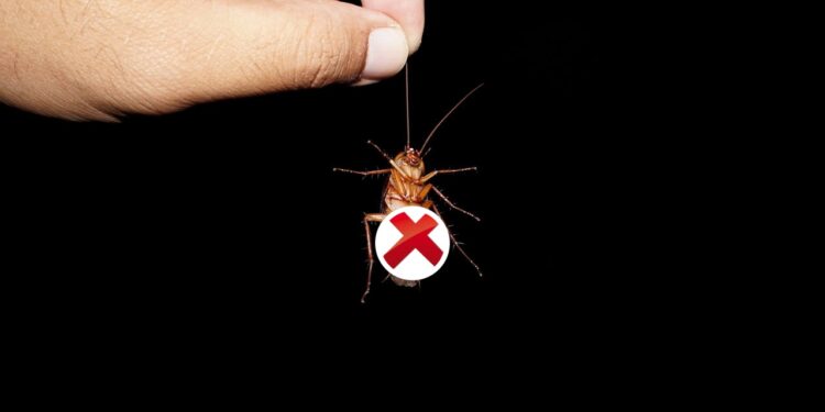 Você pode estar convivendo com baratas sem saber e essas plantas resolvem