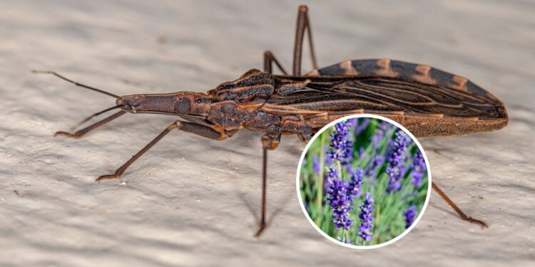 Casa protegida e perfumada com plantas que afastam o barbeiro