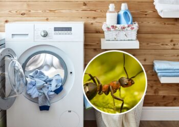 Essa receita caseira acaba com as formigas na máquina de lavar