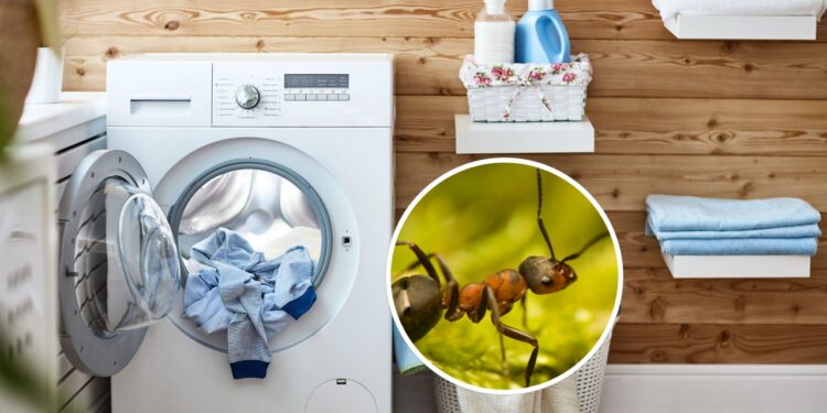 Essa receita caseira acaba com as formigas na máquina de lavar