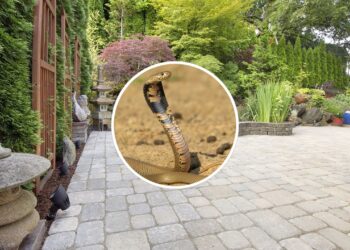 O motivo silencioso que pode estar atraindo cobras pra sua casa