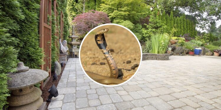 O motivo silencioso que pode estar atraindo cobras pra sua casa