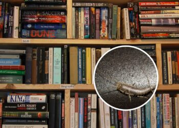 Esse ingrediente barato mantém pragas longe da estante de livros
