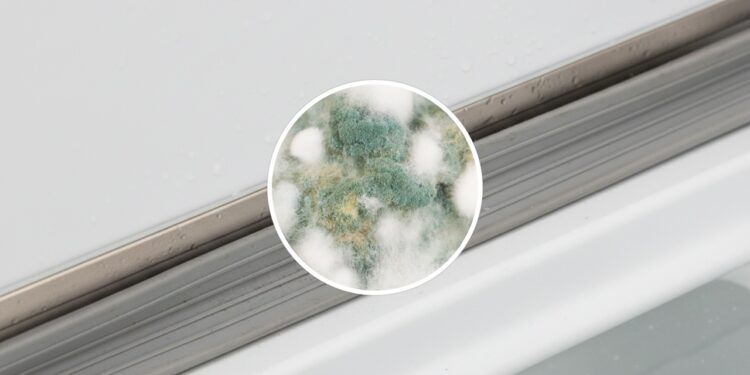 Elimine o mofo da borracha da geladeira com esses ingredientes caseiros e sem esforço