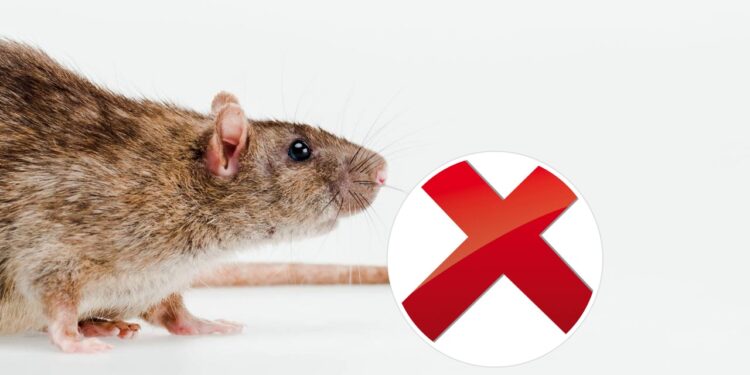 Quatro aromas que vão manter roedores longe da sua casa nos meses quentes