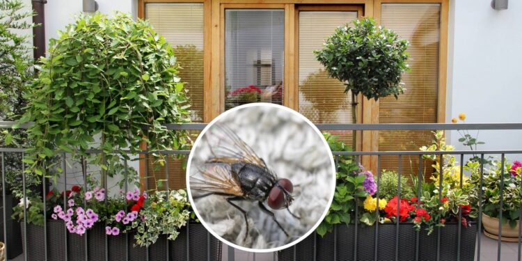 3 trepadeiras perfeitas para afastar insetos da sua varanda