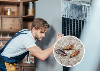 Este truque com folhas secas evita baratas atrás da geladeira