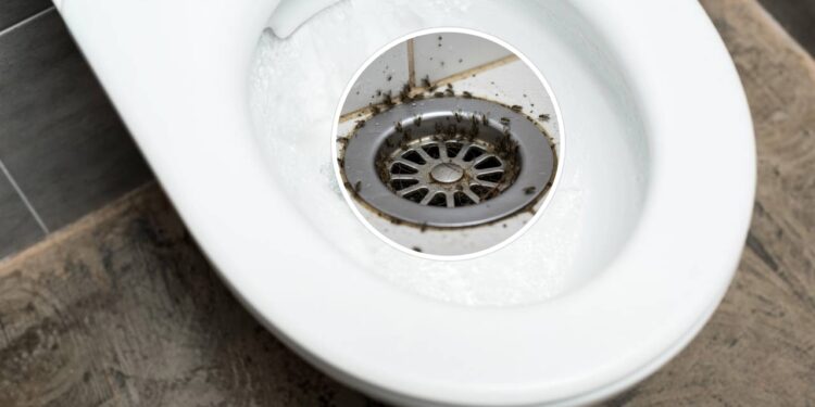 Você nunca mais vai ver mosquitinhos no vaso depois desse truque