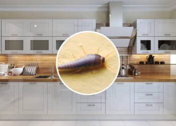 Solução rápida para se livrar das traças nos armários