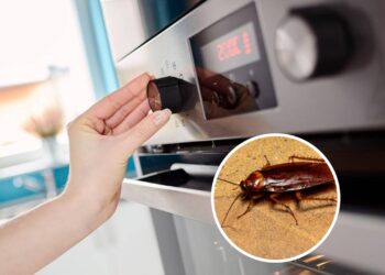 3 truques caseiros para acabar com baratas no forno com segurança