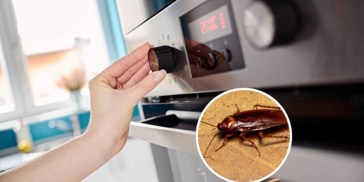 3 truques caseiros para acabar com baratas no forno com segurança