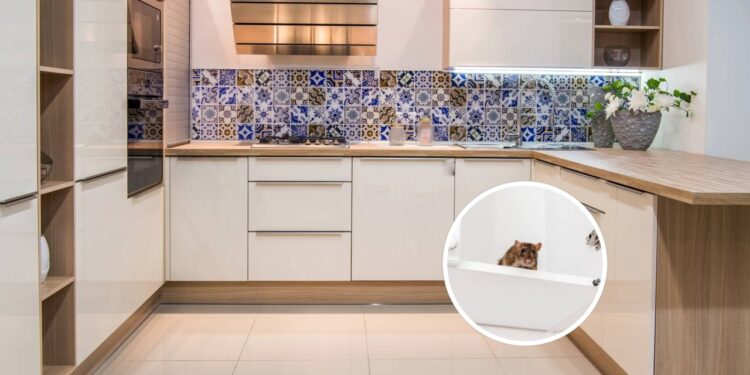 Truques que realmente funcionam para manter os ratos longe da cozinha
