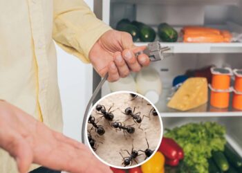 Este truque simples impede insetos de entrarem pelo cabo dos eletrodomésticos