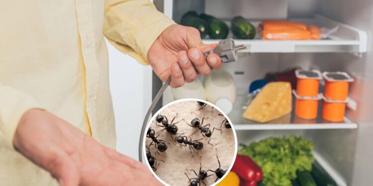 Este truque simples impede insetos de entrarem pelo cabo dos eletrodomésticos