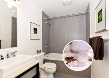 A mistura de ervas que pode proteger o banheiro contra insetos e odores