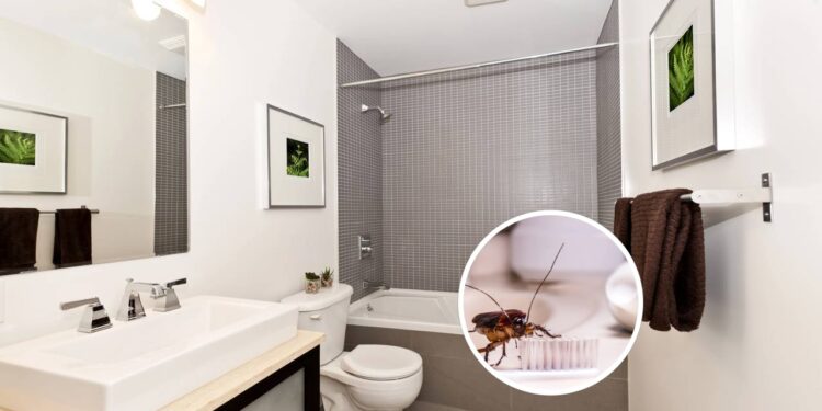 A mistura de ervas que pode proteger o banheiro contra insetos e odores