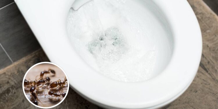 Evite insetos escondidos atrás do vaso sanitário com essas dicas