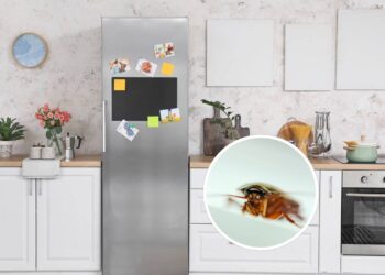 Nem micro-ondas, nem forno: é neste eletrodoméstico que as baratas preferem ficar