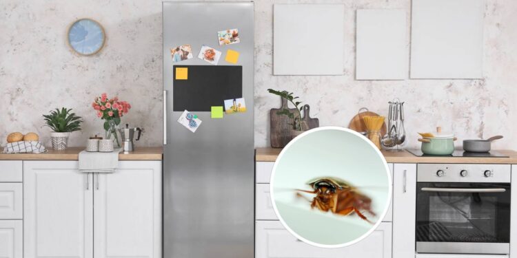 Nem micro-ondas, nem forno: é neste eletrodoméstico que as baratas preferem ficar