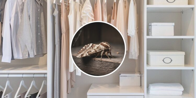 Essa dica simples está salvando roupas e afastando traças dos armários