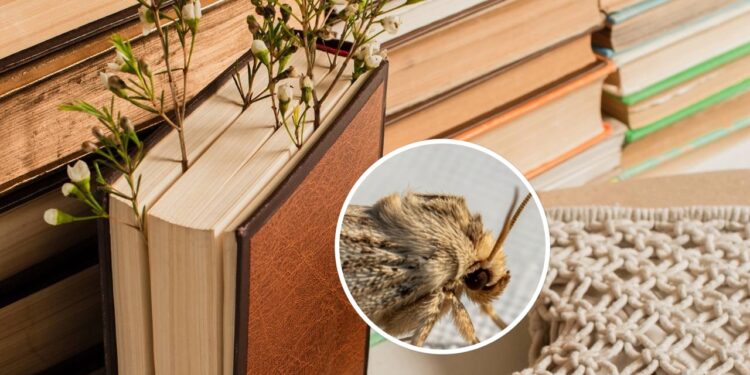 Como proteger livros e documentos das traças naturalmente