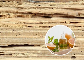 Como usar óleo de laranja para se livrar de cupins-de-madeira-seca