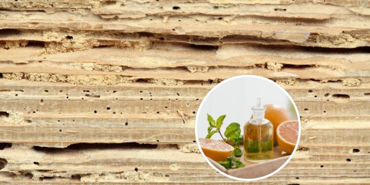 Como usar óleo de laranja para se livrar de cupins-de-madeira-seca