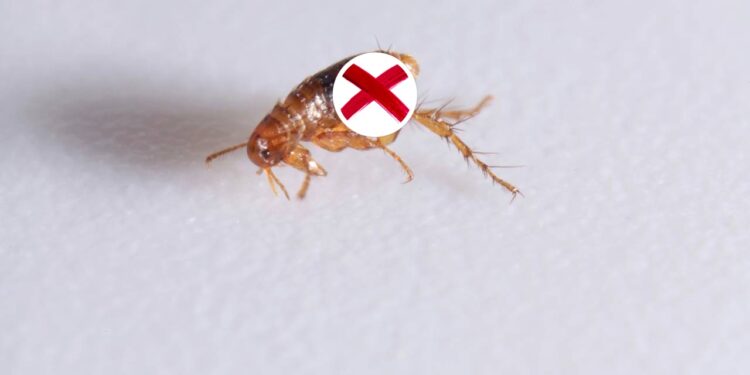 3 plantas que afastam pulgas e ainda perfumam o ambiente