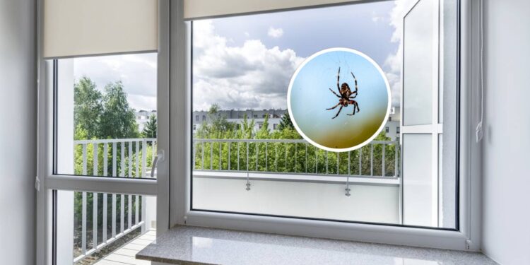 Esta mistura caseira impede as aranhas de entrarem pela janela