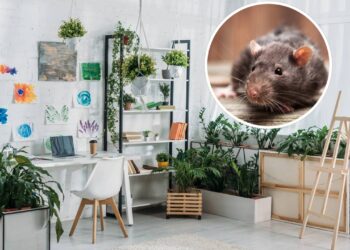 3 plantas para afastar roedores de casa nos meses frios