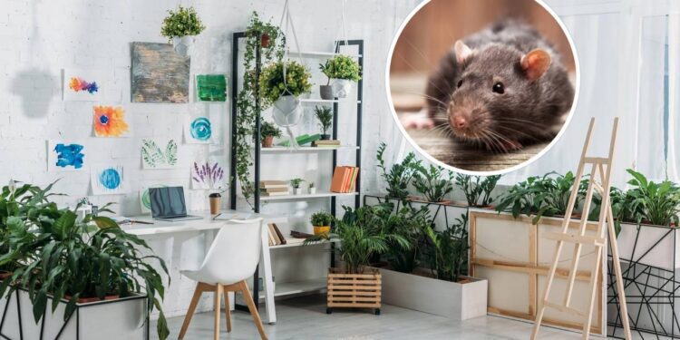 3 plantas para afastar roedores de casa nos meses frios