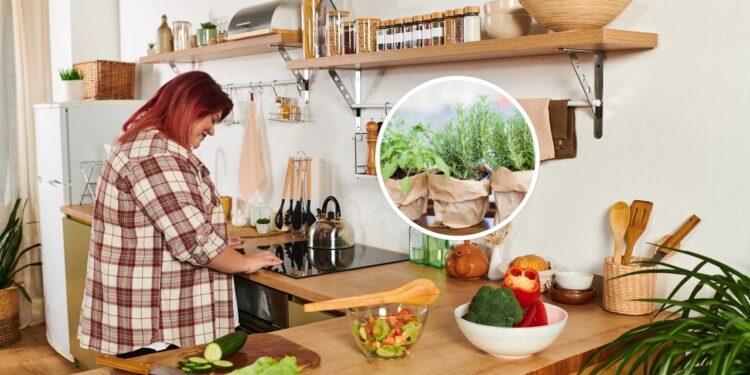 Plantas para cultivar em cozinhas e usar em receitas saudáveis