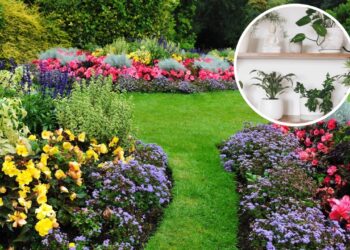 Plantas para alegrar a primavera e aquecer os dias frios