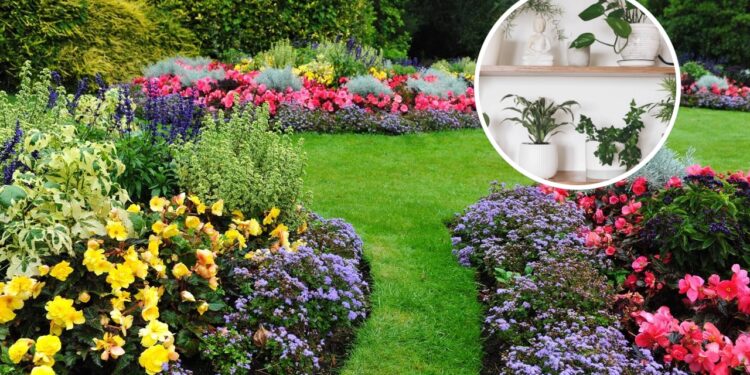 Plantas para alegrar a primavera e aquecer os dias frios