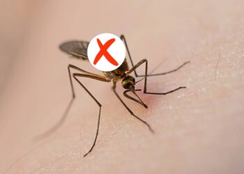 Acabe com os mosquitos na sua casa com essa técnica natural