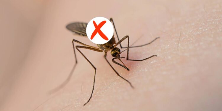 Acabe com os mosquitos na sua casa com essa técnica natural