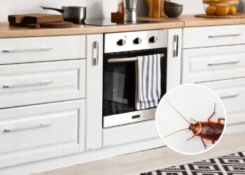 Esta mistura natural elimina as baratas do forno sem esforço