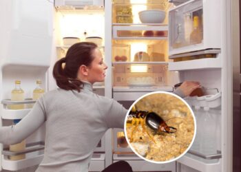 Óleos naturais que protegem sua geladeira contra os cupins