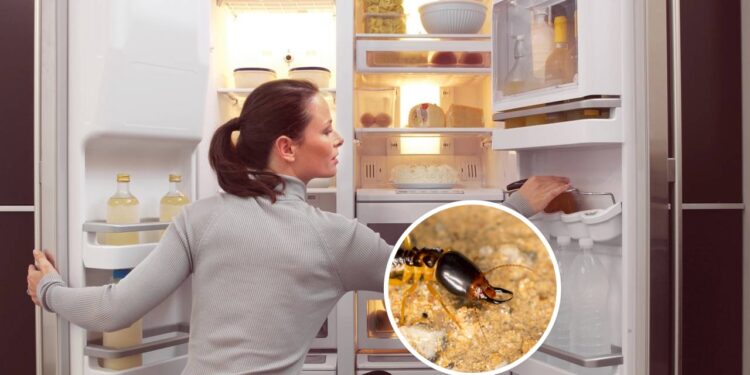 Óleos naturais que protegem sua geladeira contra os cupins