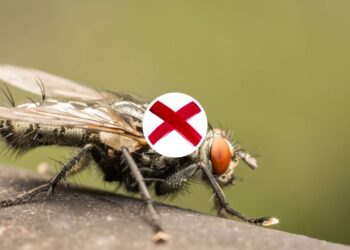 Como montar uma armadilha natural para moscas em 1 minuto