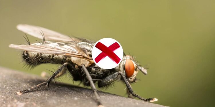 Como montar uma armadilha natural para moscas em 1 minuto