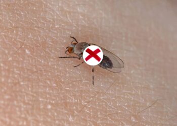 Estas plantas tropicais criam uma barreira natural contra mosquitos e borrachudos