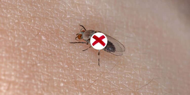 Estas plantas tropicais criam uma barreira natural contra mosquitos e borrachudos