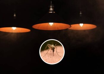 Se você acender esta luz, prepare-se para uma invasão de mosquitos