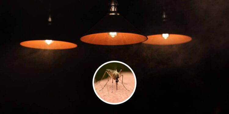 Se você acender esta luz, prepare-se para uma invasão de mosquitos