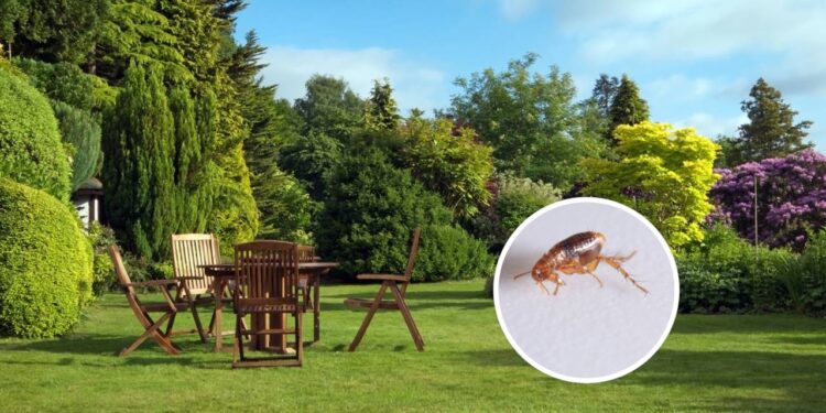 Este produto de limpeza pode estar espalhando pulgas no seu quintal