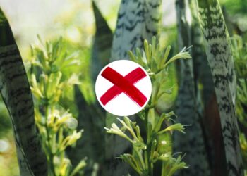 Nem jiboia, nem espada-de-são-jorge: esta é a planta que atrai mais prosperidade