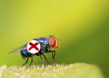 Esta erva medicinal é um ótimo repelente natural contra moscas