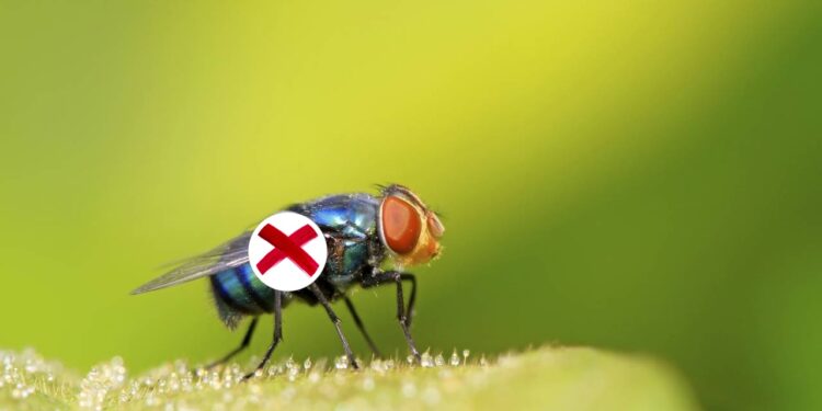 Esta erva medicinal é um ótimo repelente natural contra moscas